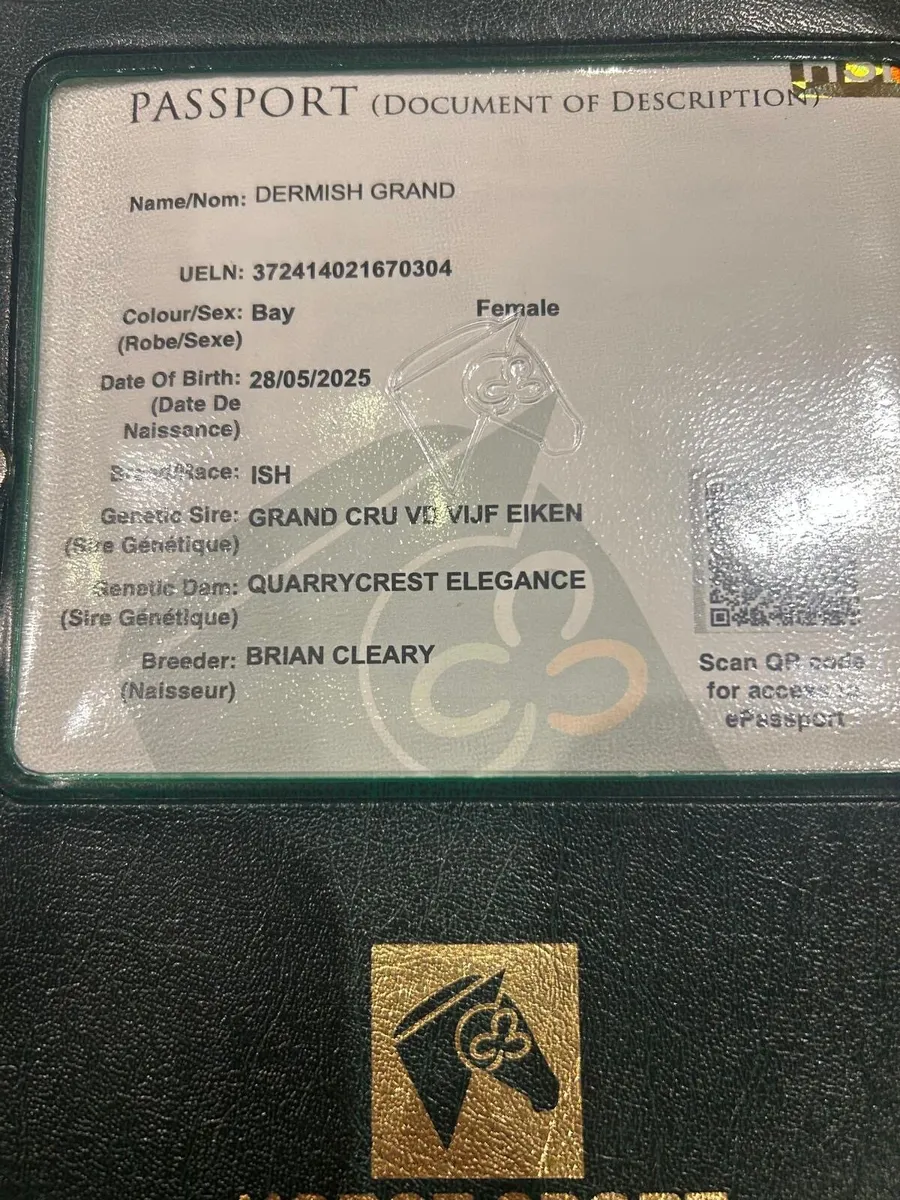 Top class filly - Image 3