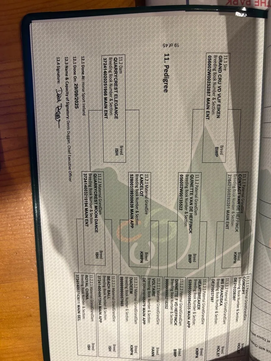 Top class filly - Image 4