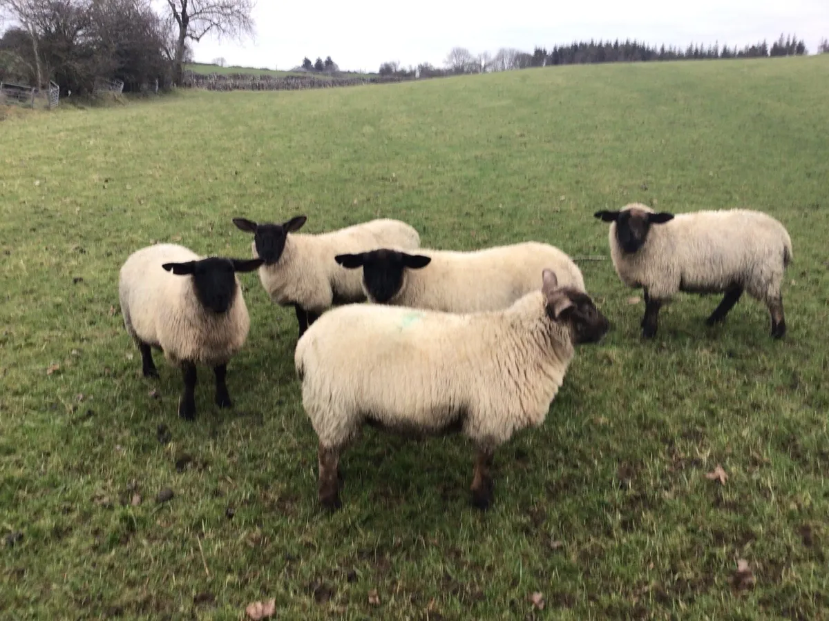Ewe Lambs - Image 1