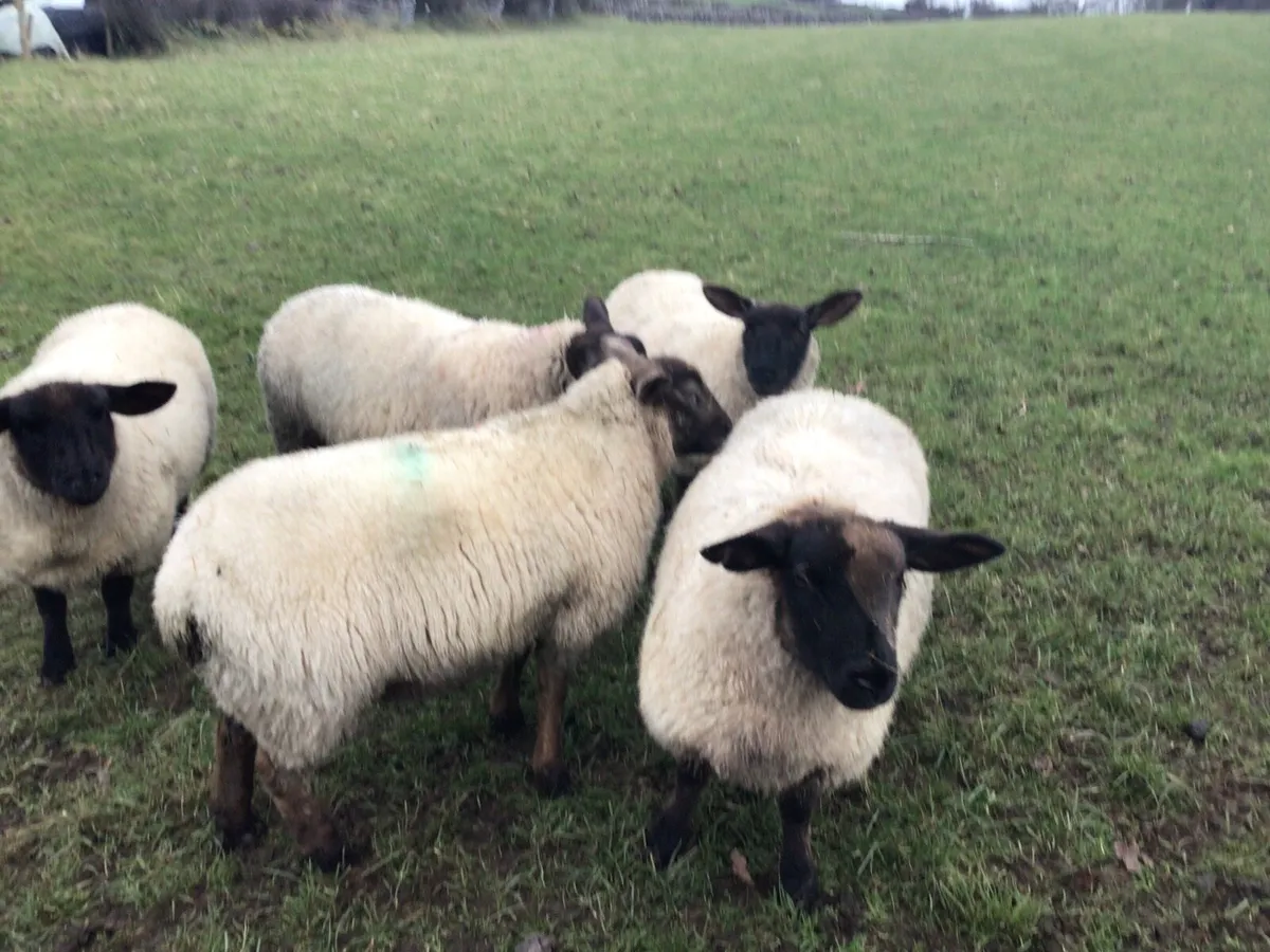 Ewe Lambs - Image 2