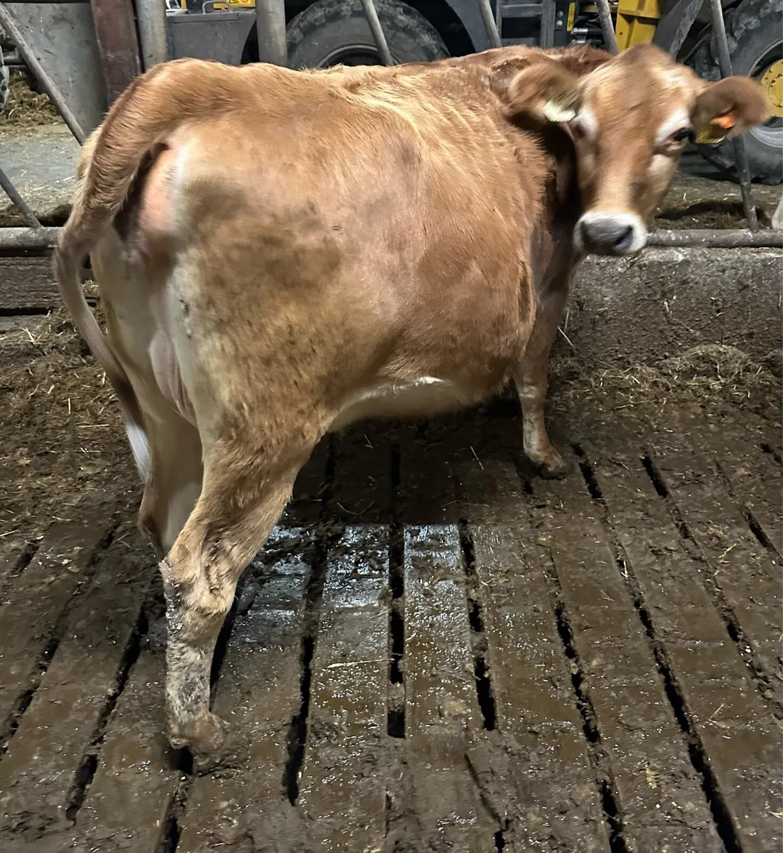 Pedigree Jersey heifers - Image 1