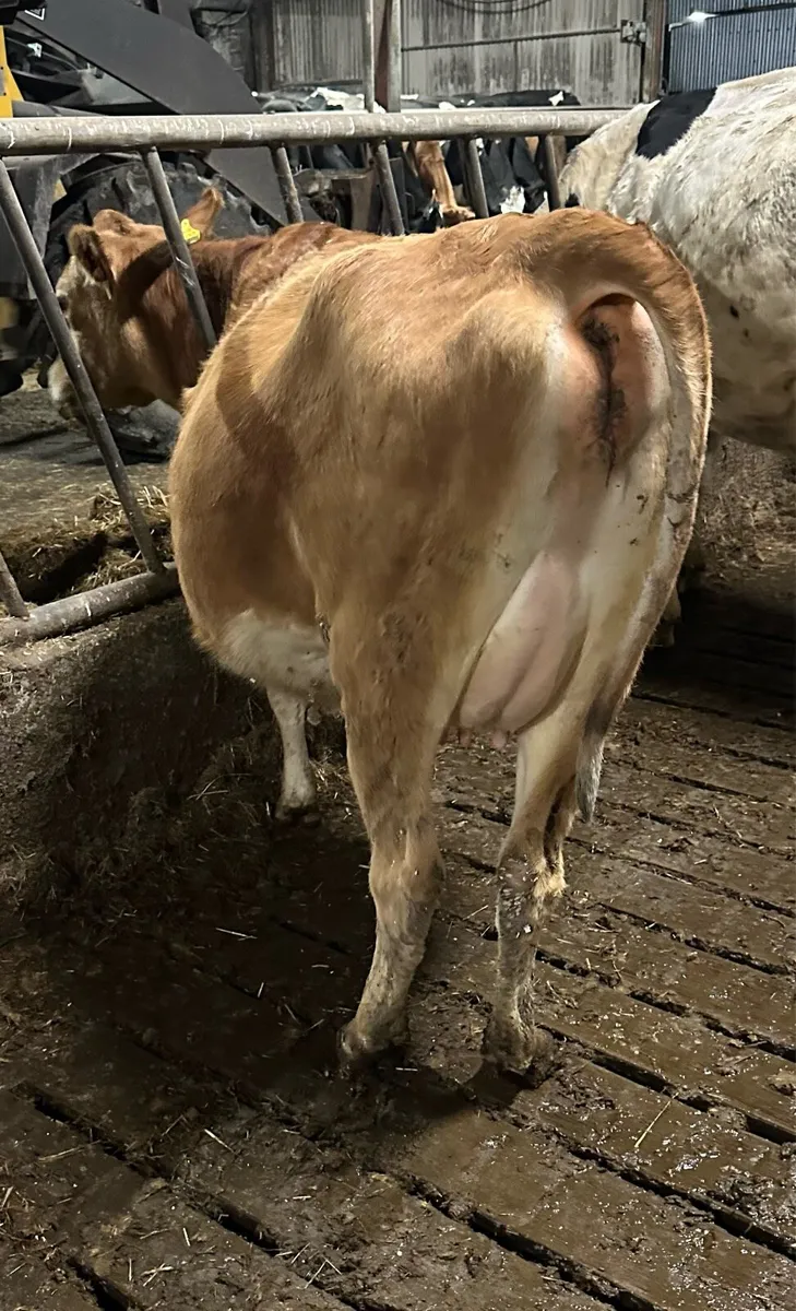 Pedigree Jersey heifers - Image 2