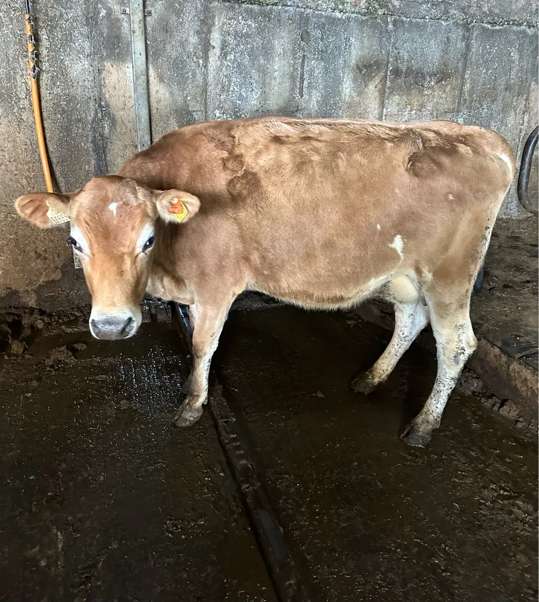 Pedigree Jersey heifers - Image 4