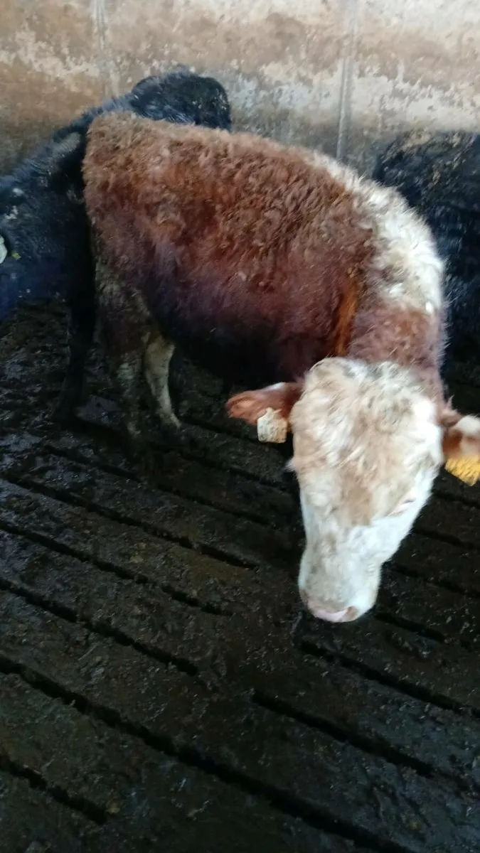 4 bullocks - Image 1