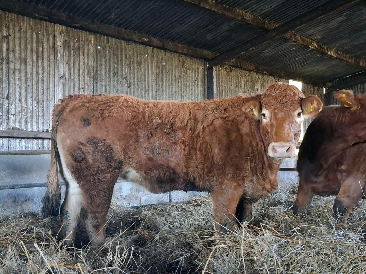 Springers Incalf Heifers - Image 3