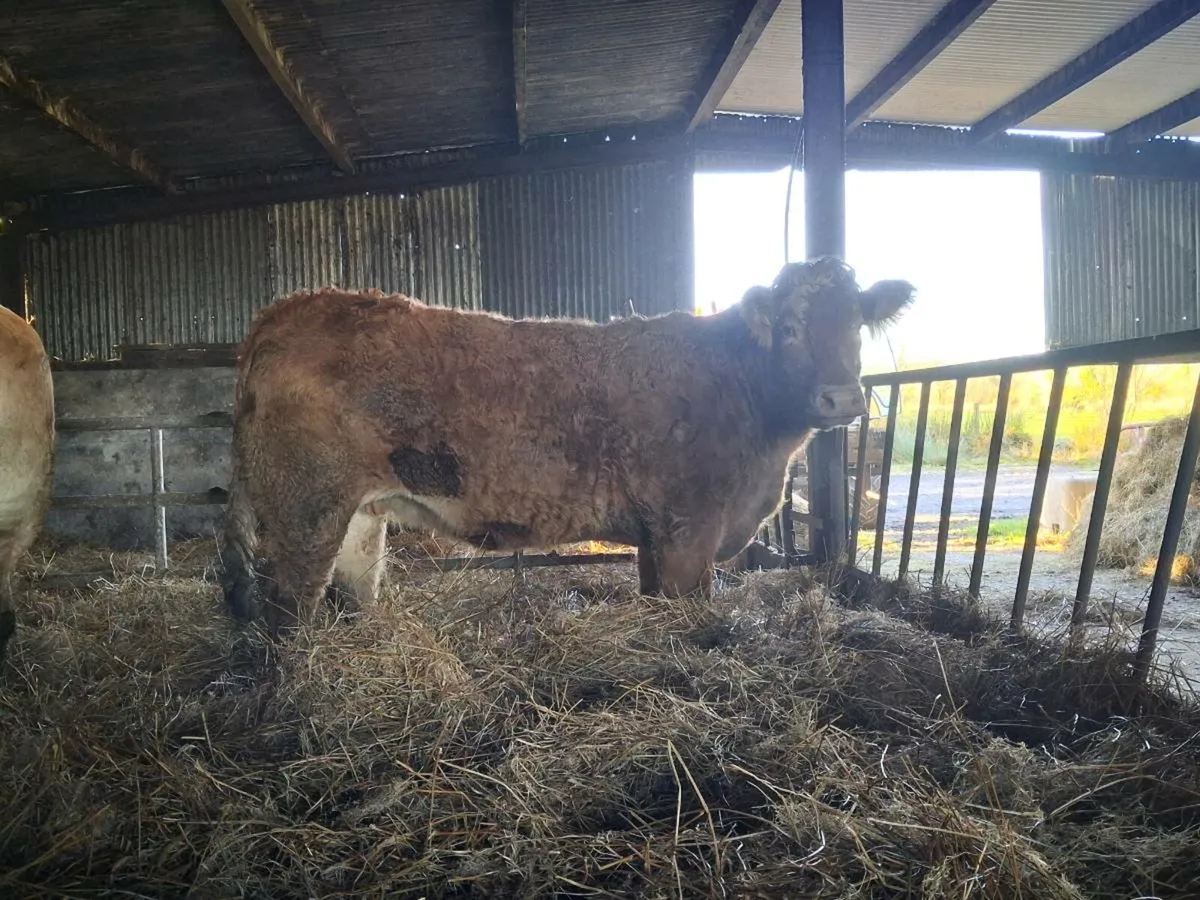 Springers Incalf Heifers - Image 1