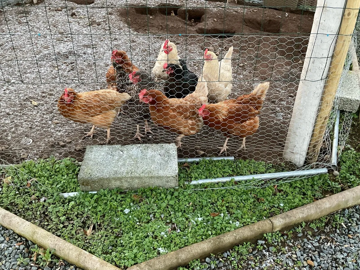 Hens