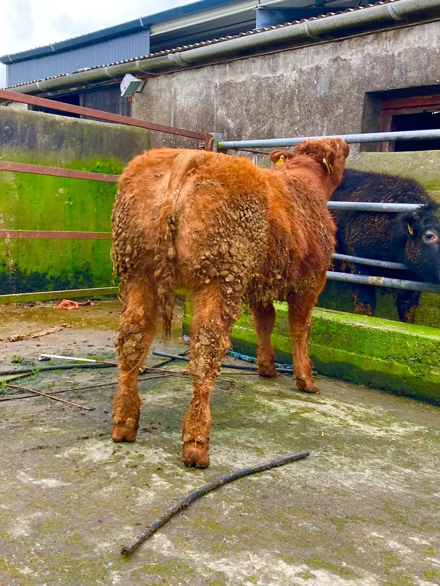 *** Show Heifer Weanling *** - Image 1