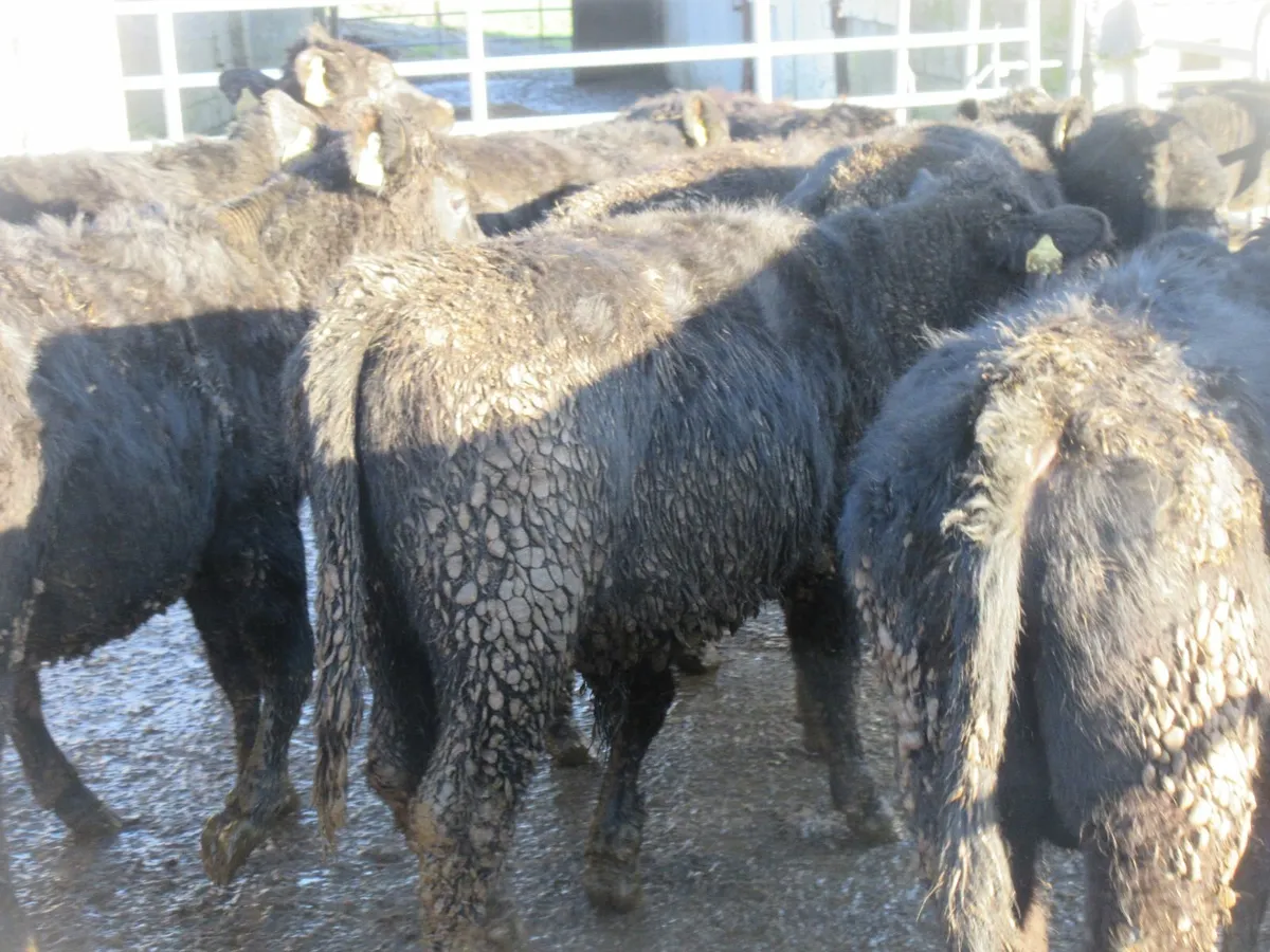 16  aberdeen angus bullocks - Image 1