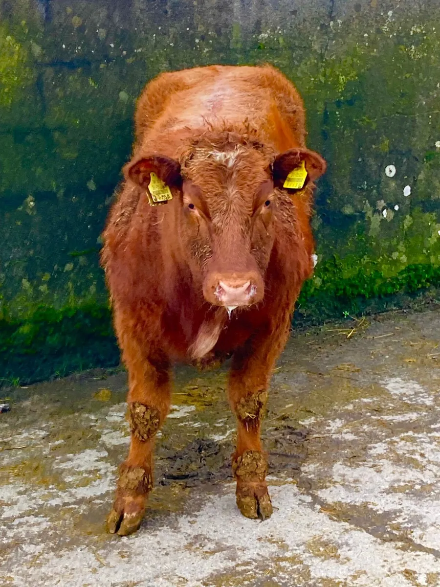 *** Show Heifer Weanling *** - Image 3