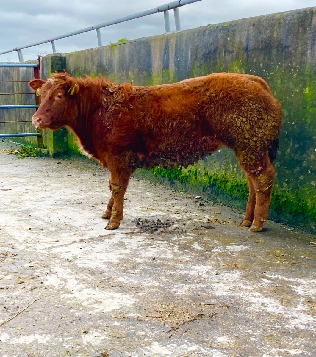 *** Show Heifer Weanling *** - Image 4