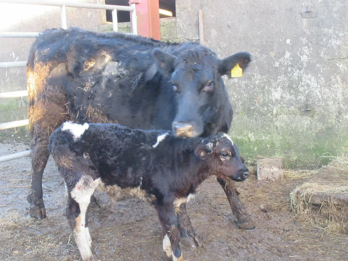 aberdeen angus heifer with bull calf - Image 4