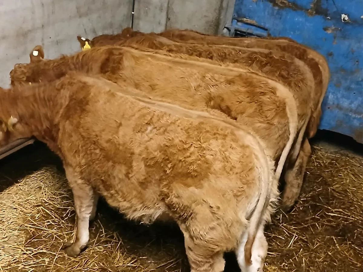 4 Super U Grade  LMX  Heifer's for sale - Image 1