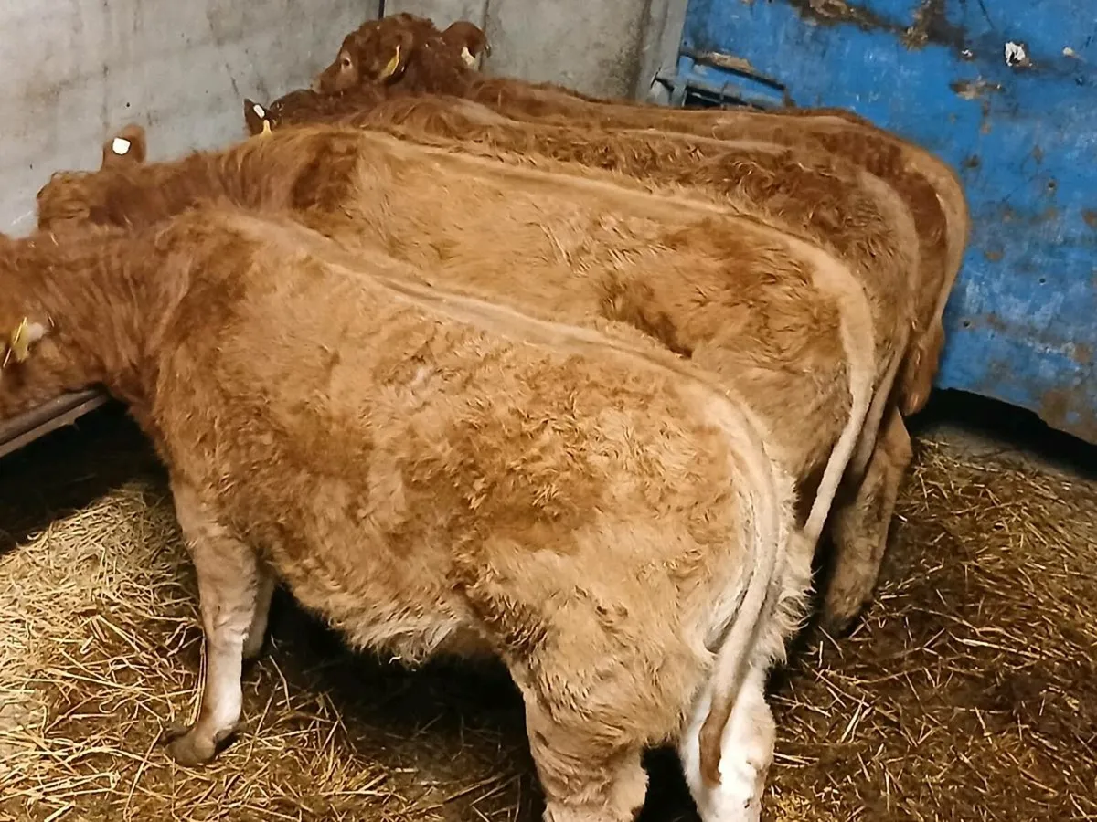 4 Super U Grade  LMX  Heifer's for sale - Image 2
