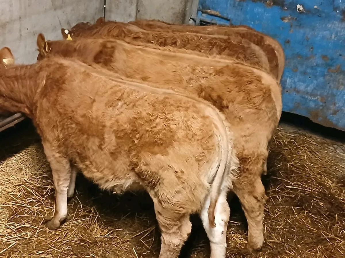 4 Super U Grade  LMX  Heifer's for sale - Image 3