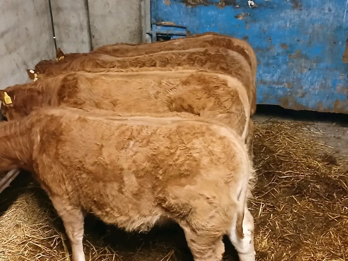4 Super U Grade  LMX  Heifer's for sale - Image 4