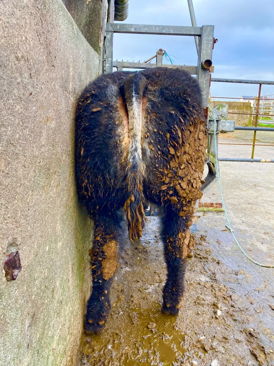 *** 5 Super Quality Heifer Weanlings *** - Image 3