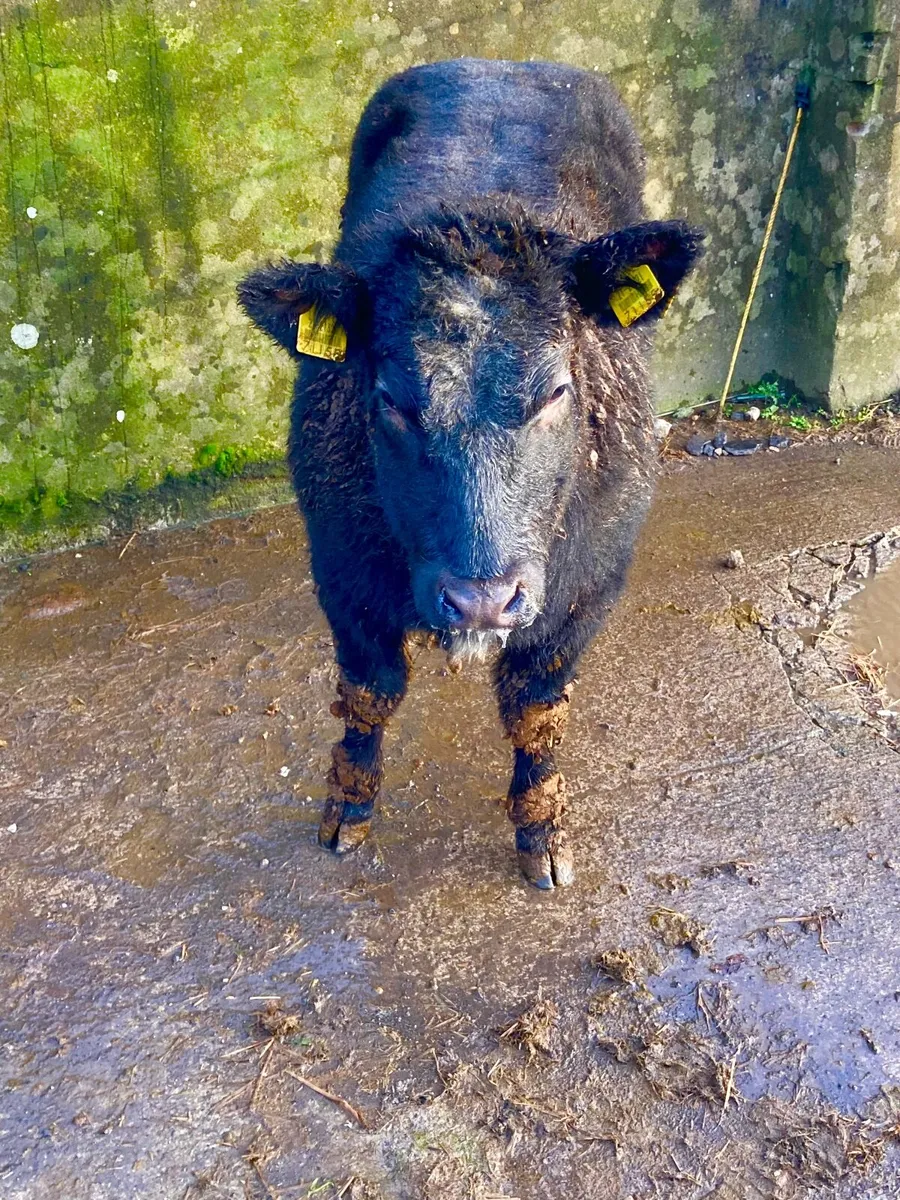 *** 5 Super Quality Heifer Weanlings *** - Image 4