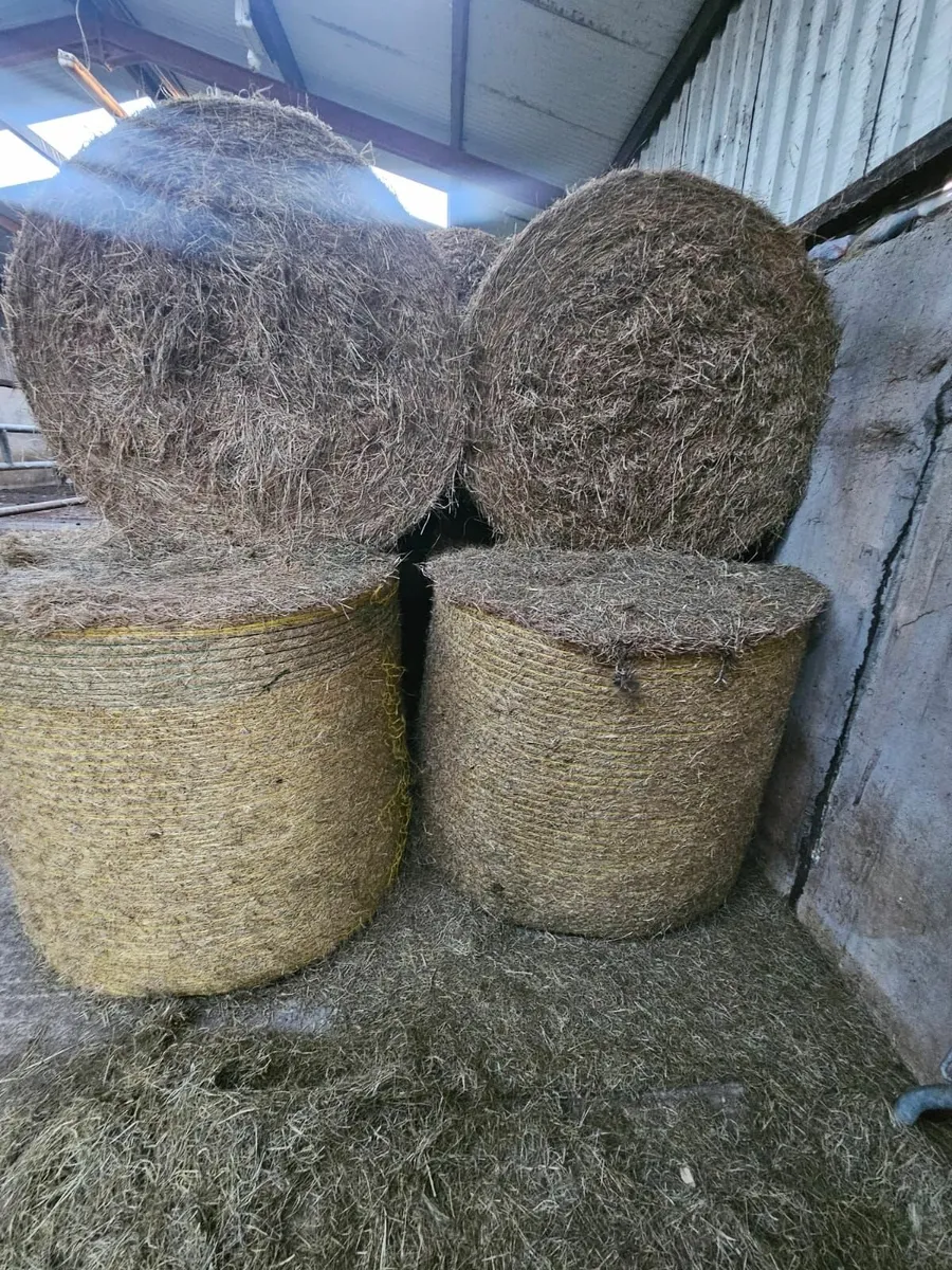 Hay - Image 4