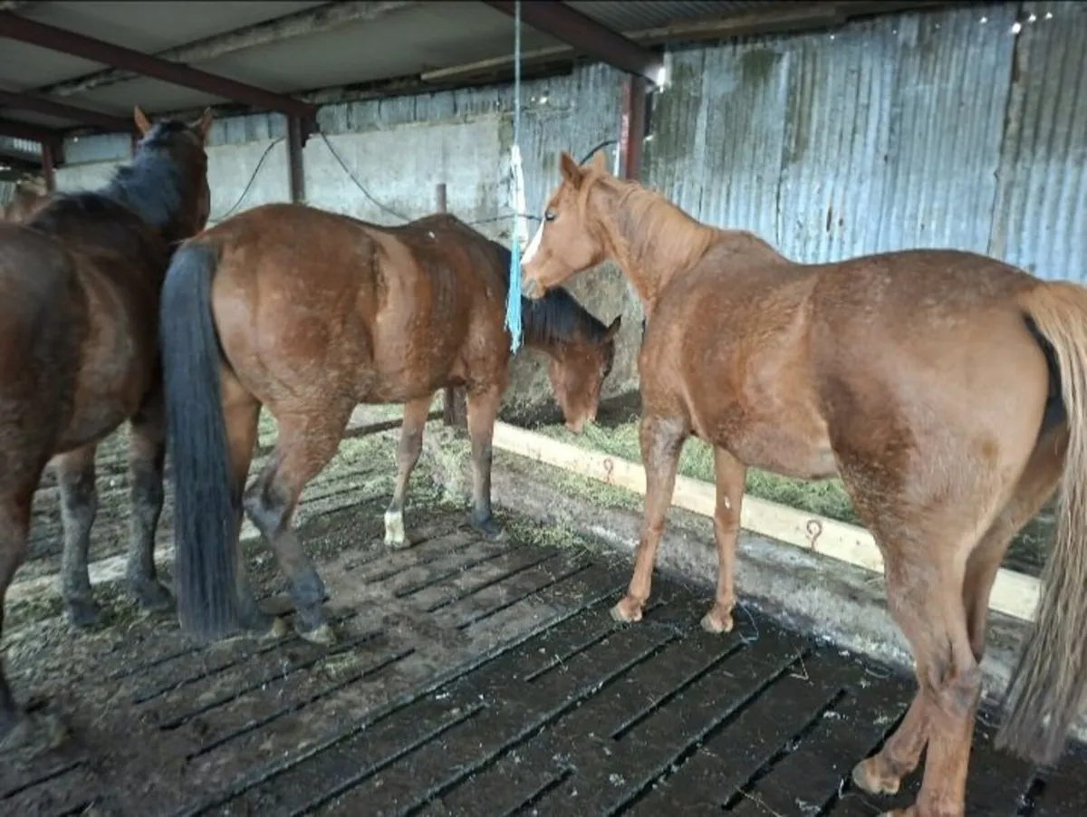 TB horses - Image 1
