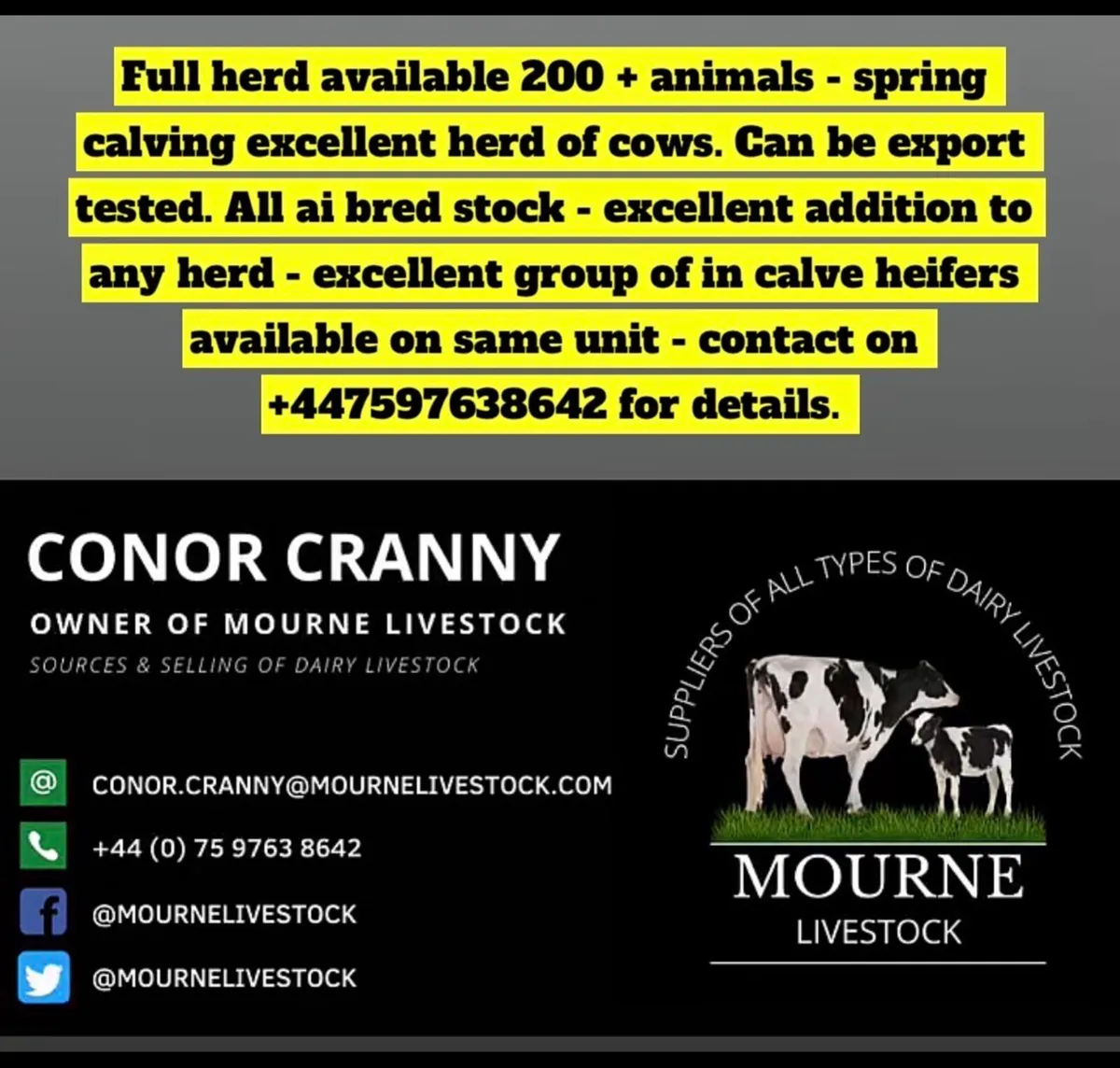 Full herd of ai bred Hol fr cows and heifers - Image 1