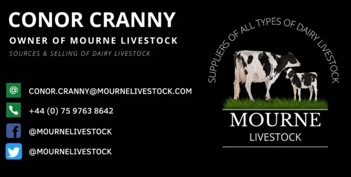 Full herd of ai bred Hol fr cows and heifers - Image 2