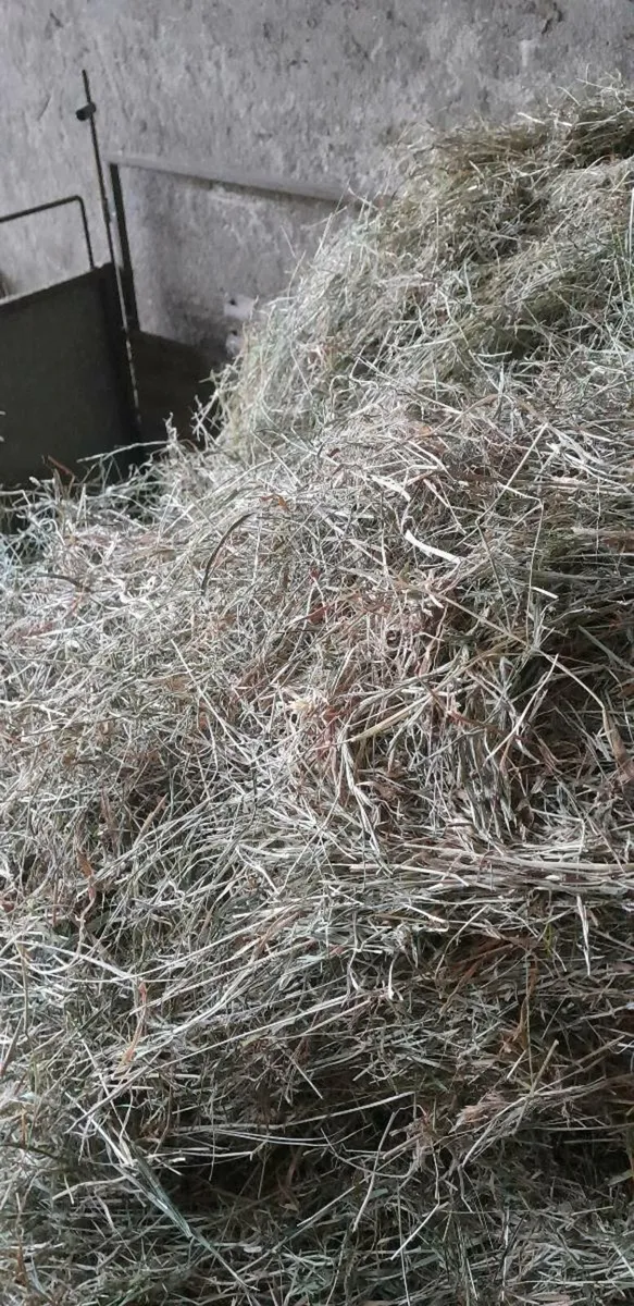 Hay - Image 1