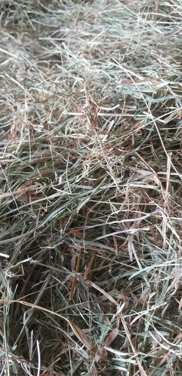 Hay - Image 2