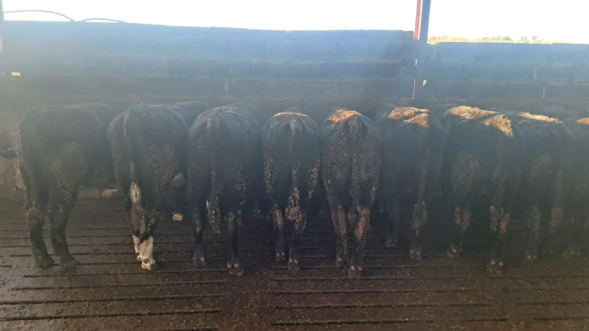 Angus Bulls - Image 2