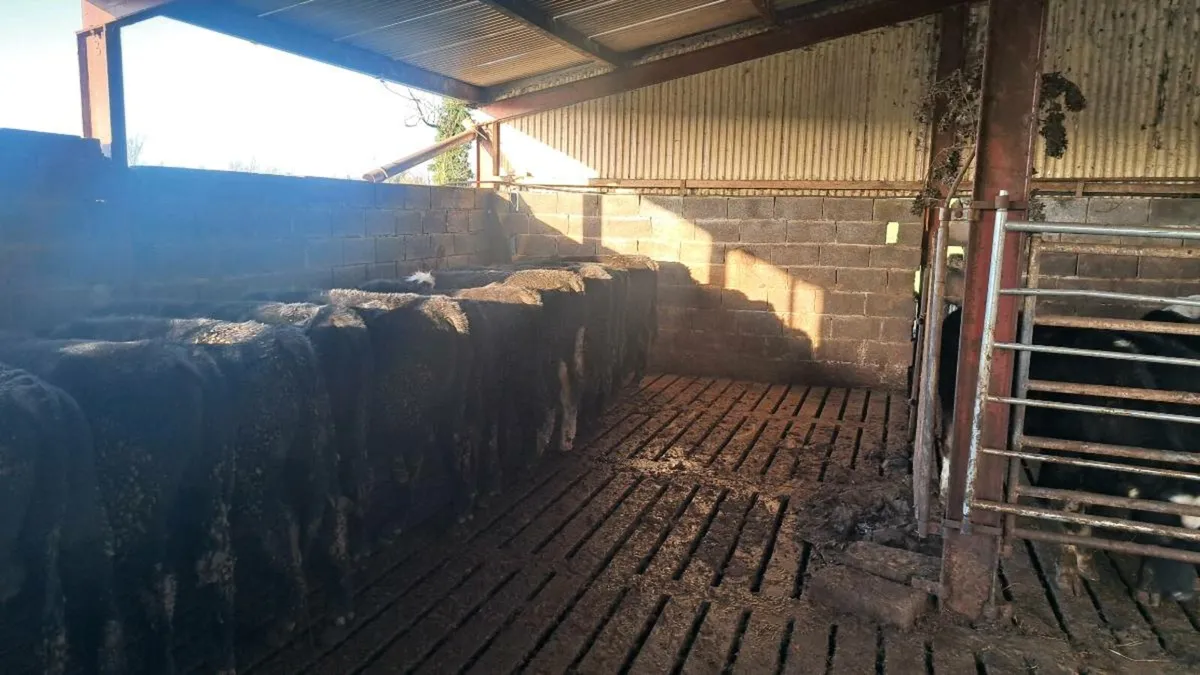 Angus Bulls - Image 3