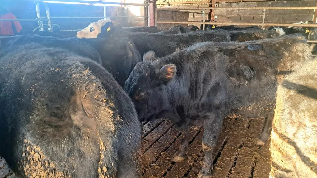 Angus Bulls - Image 4