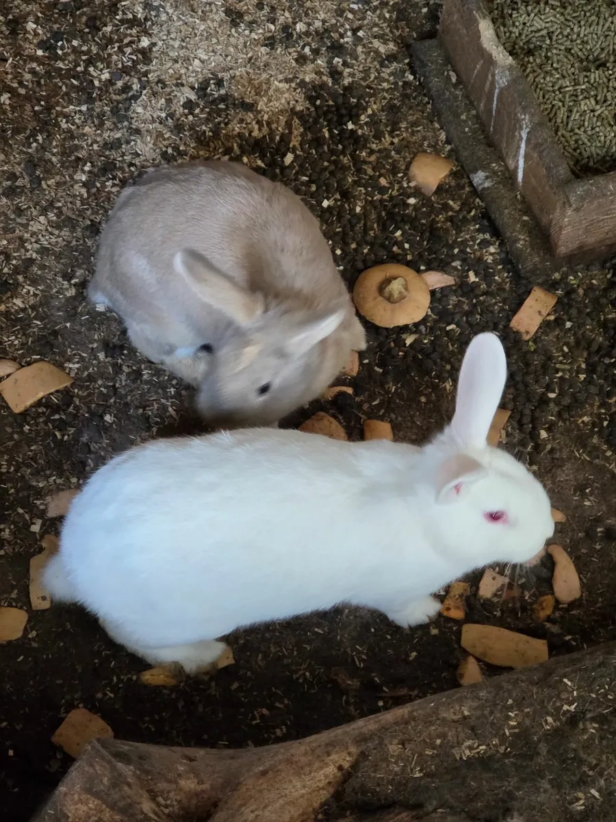 Rabbits and Roosters - Image 1