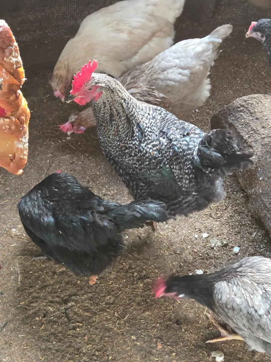 Rabbits and Roosters - Image 2