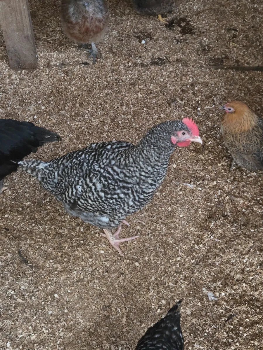 Rabbits and Roosters - Image 4