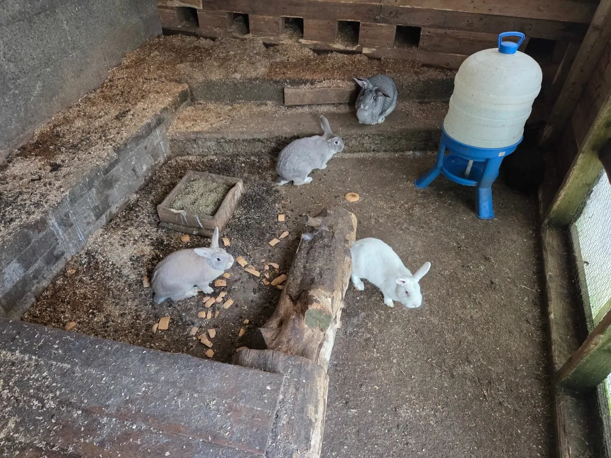 Rabbit (white) - Image 2