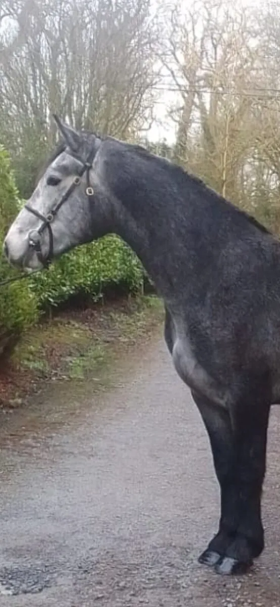 3 year old connemara gelding - Image 2