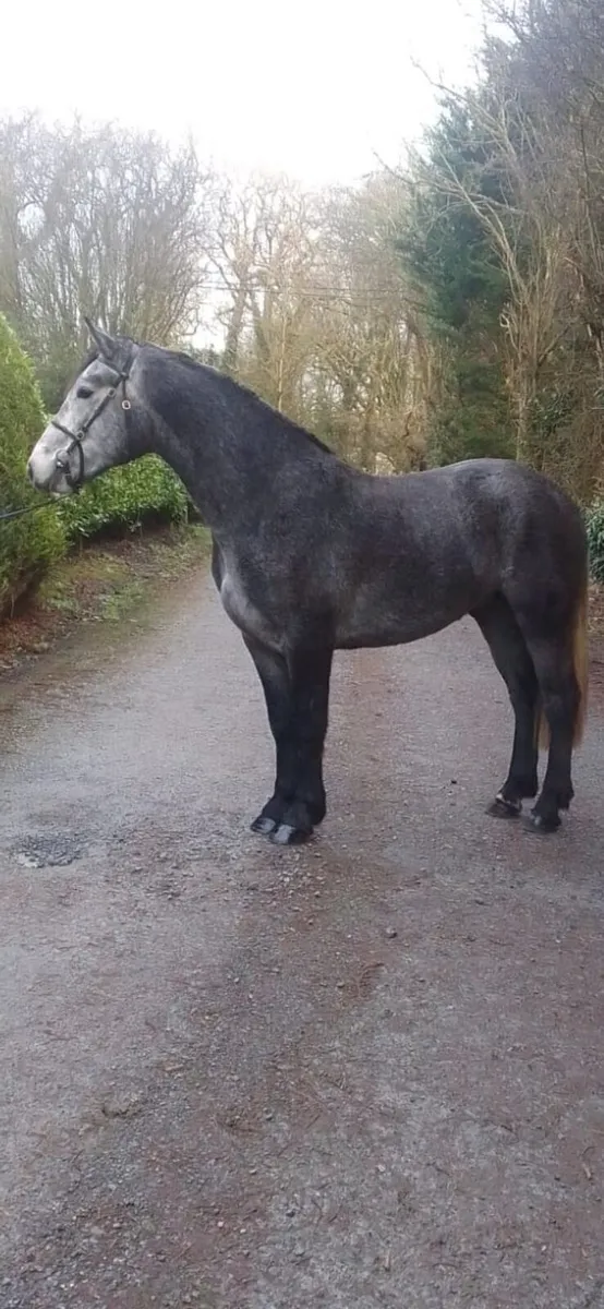 3 year old connemara gelding - Image 1