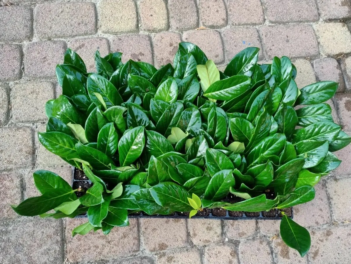 Prunus laurocerasuc Novita 0,38 - Image 2