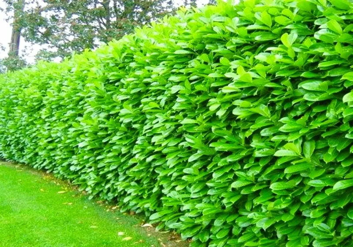 Prunus laurocerasuc Novita 0,38 - Image 3