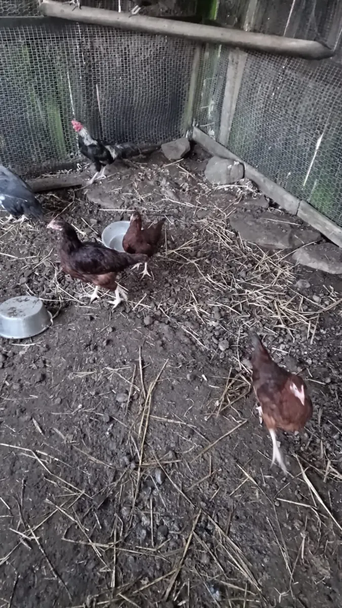 Rhode Island’s - Image 1