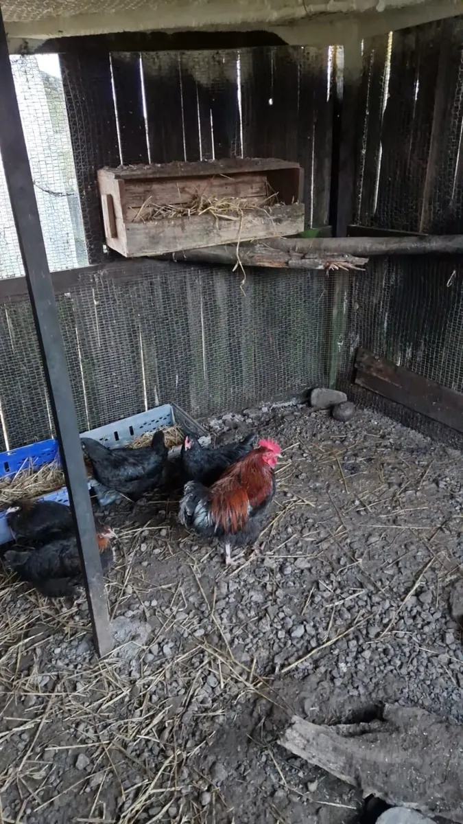 Rhode Island’s - Image 3