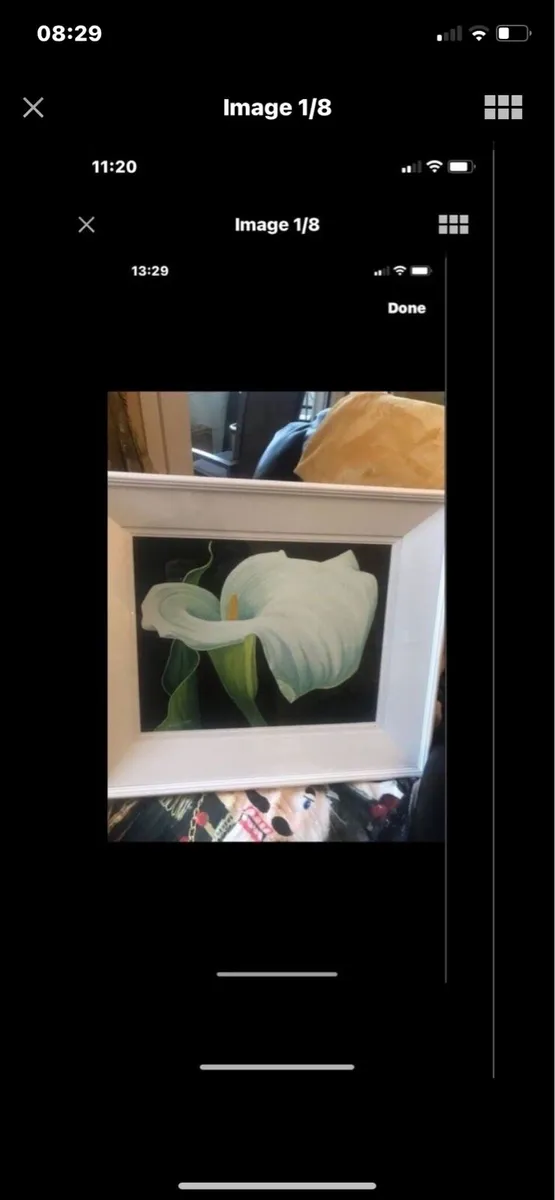 Arum Lily- Nicola Lynch Morrin Original painting - Image 1