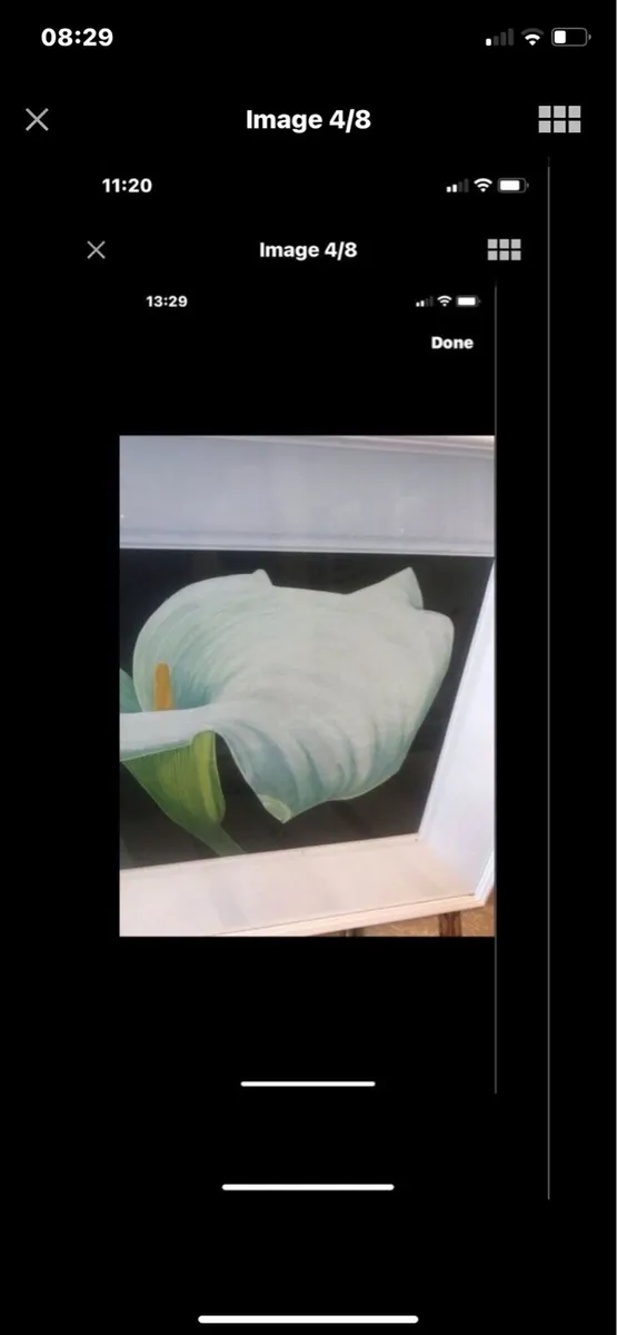 Arum Lily- Nicola Lynch Morrin Original painting - Image 4