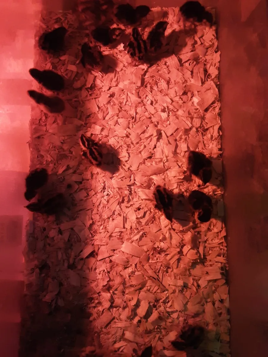 Quail chicks - Image 2