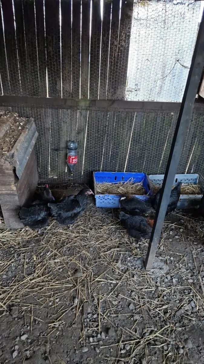 Rhode Island’s - Image 4