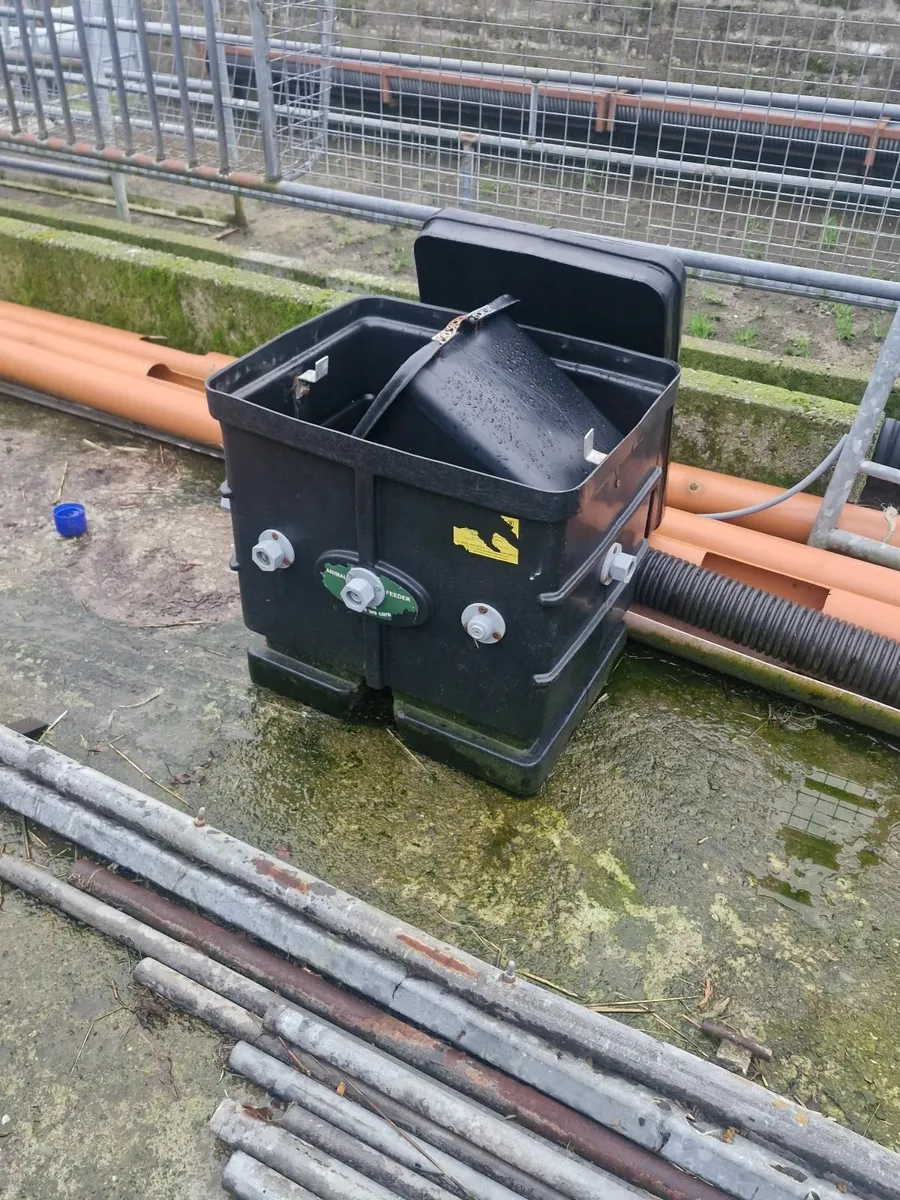 Automatic lamb feeder