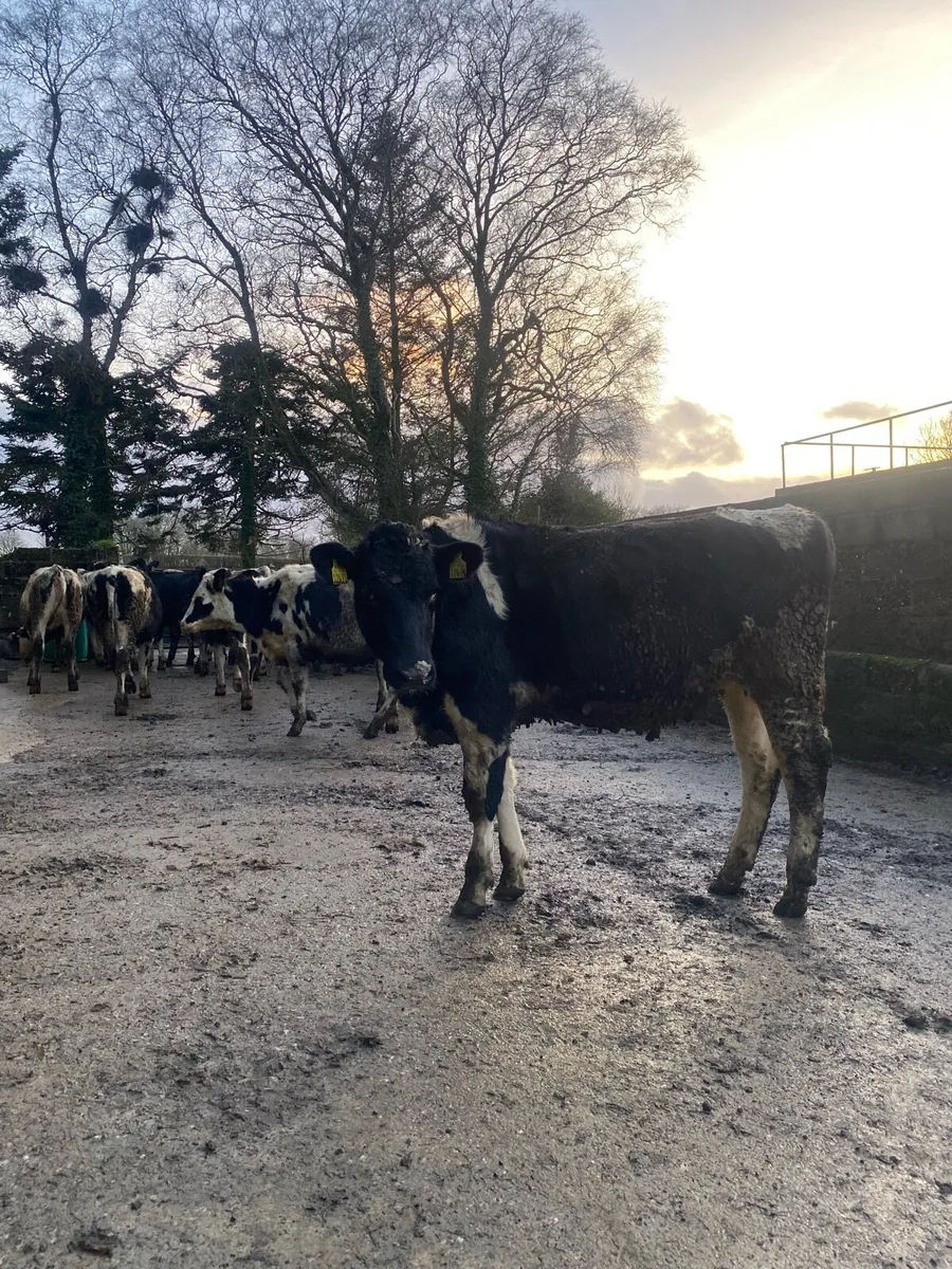 Maiden heifers - Image 1