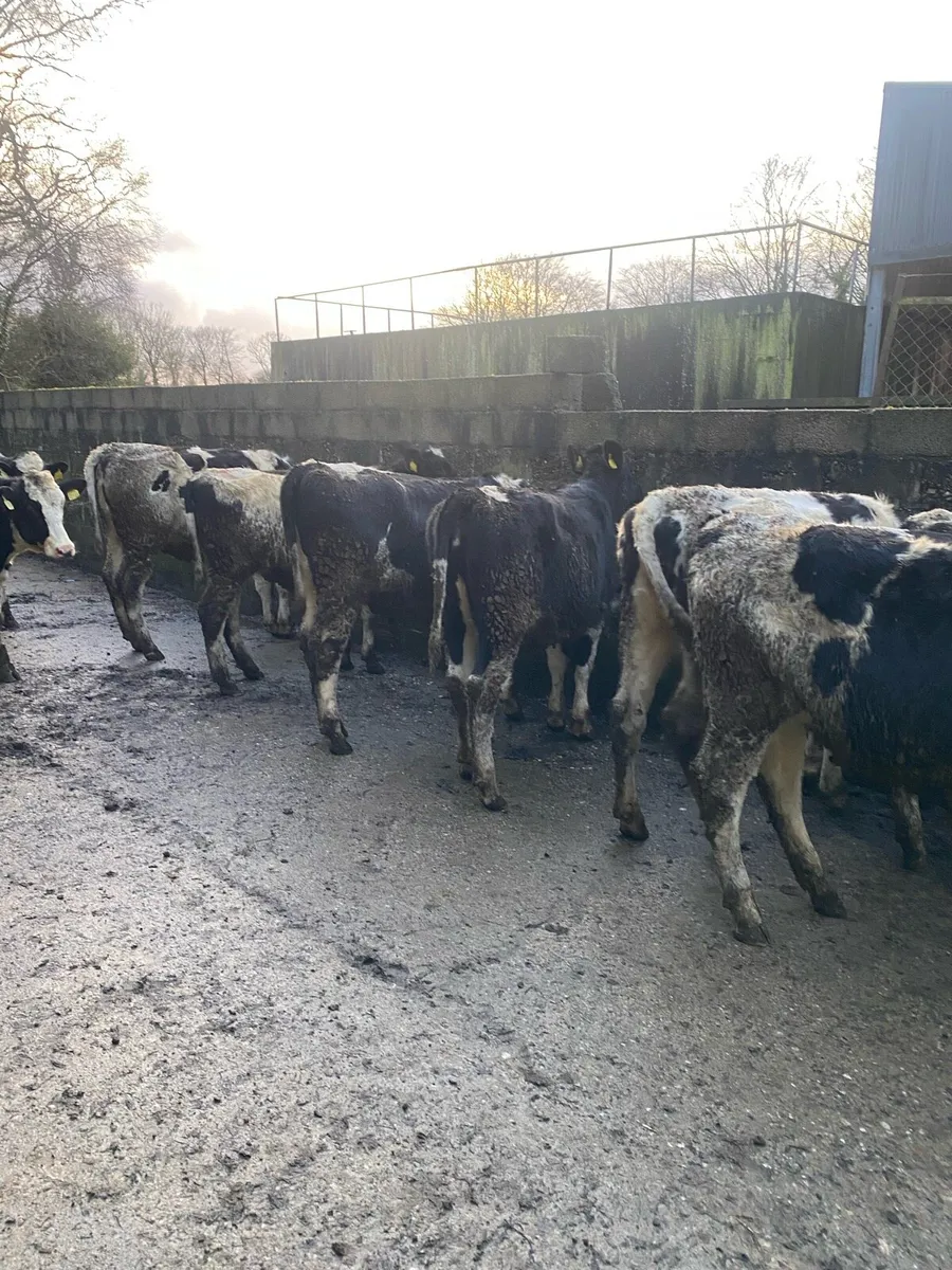 Maiden heifers - Image 2