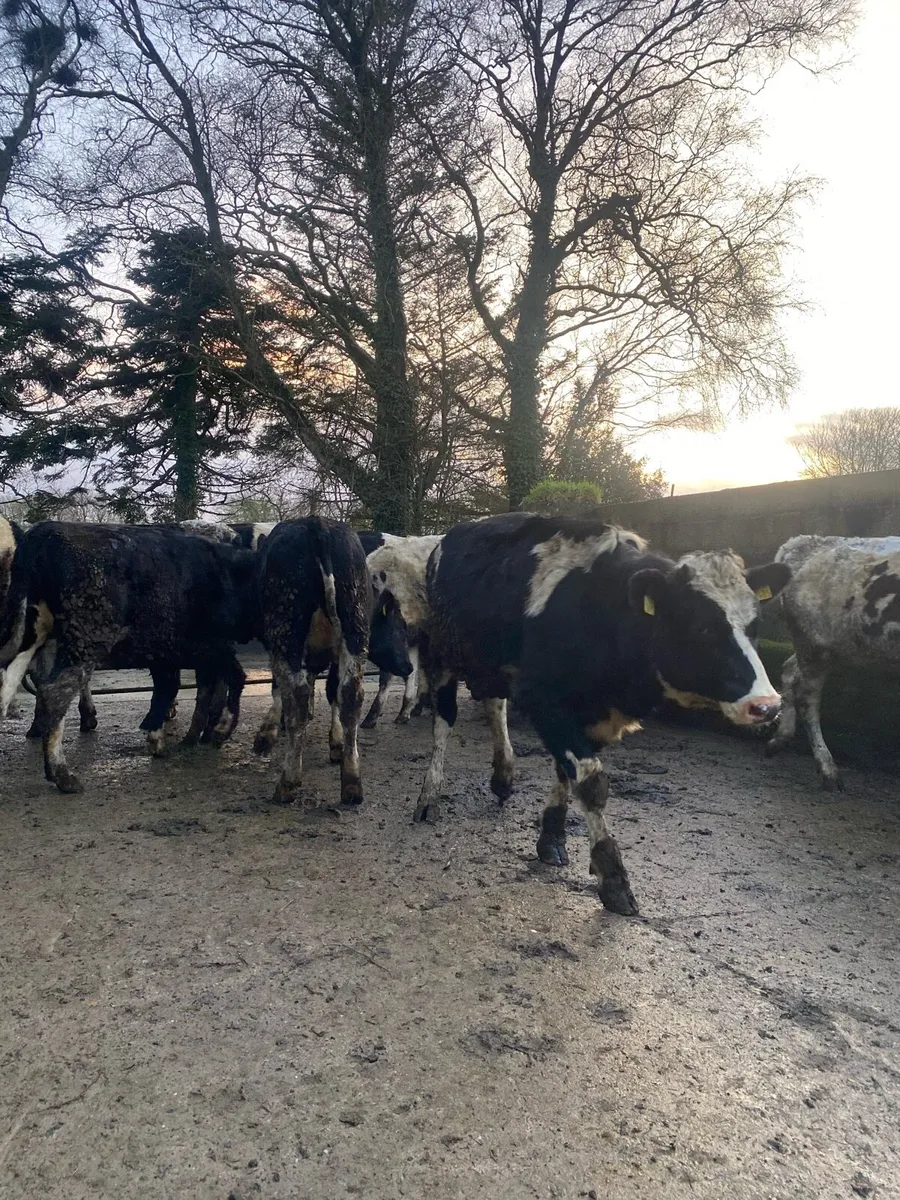 Maiden heifers - Image 3