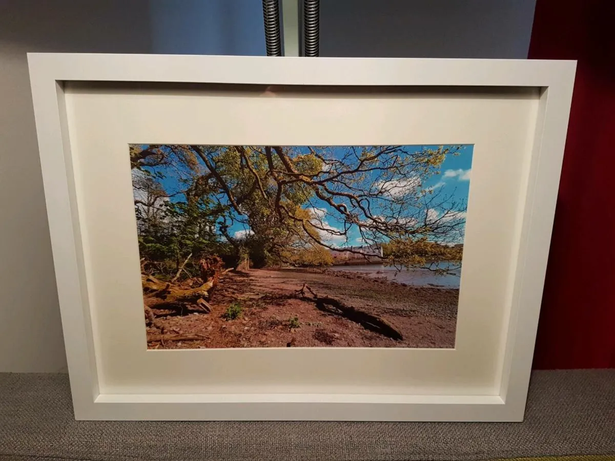 Ballyannan Woods - Image 2